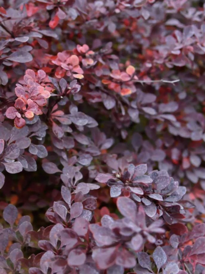 Ауылдағы порно жетілген орыс әйелдері